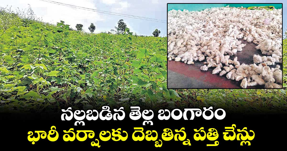 నల్లబడిన తెల్ల బంగారం భారీ వర్షాలకు దెబ్బతిన్న పత్తి చేన్లు 