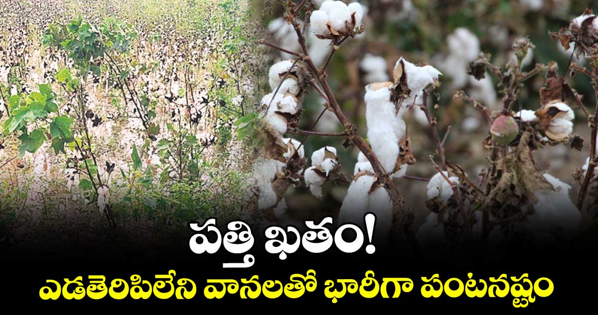 పత్తి ఖతం! ఎడతెరిపిలేని వానలతో భారీగా పంటనష్టం
