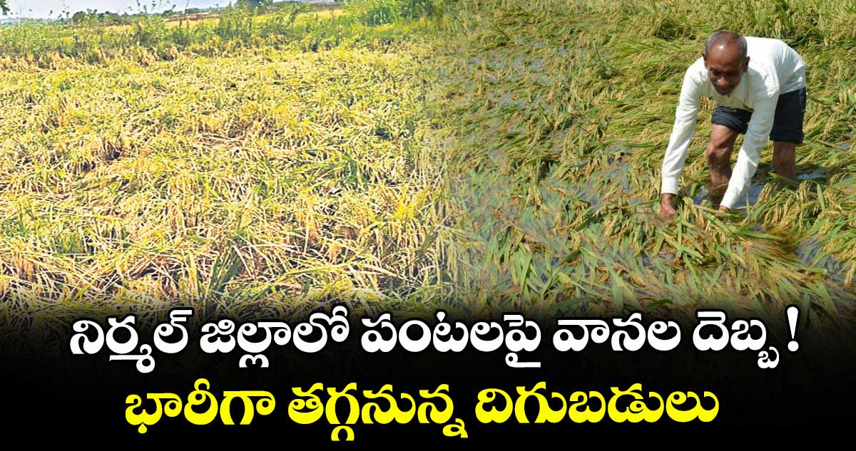 నిర్మల్ జిల్లాలో పంటలపై వానల దెబ్బ ! ..భారీగా తగ్గనున్న దిగుబడులు