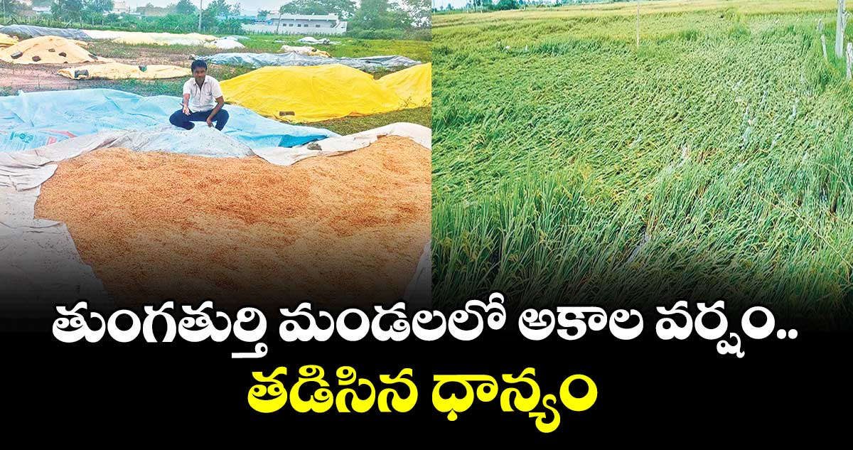 తుంగతుర్తి మండలలో అకాల వర్షం.. తడిసిన ధాన్యం