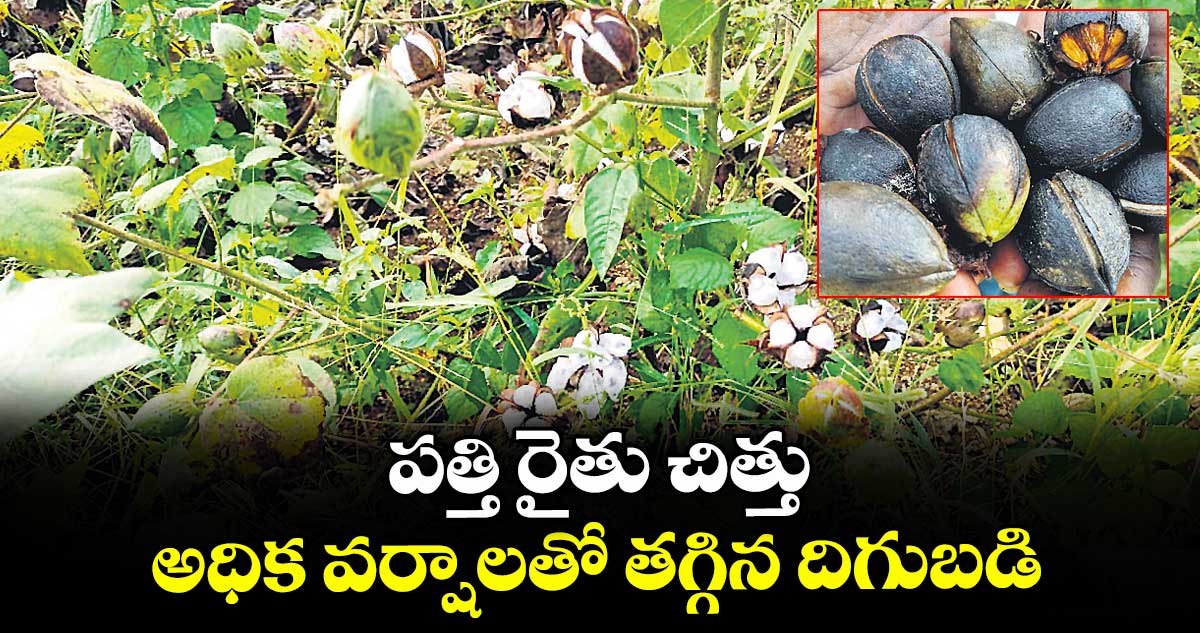 పత్తి రైతు చిత్తు.. అధిక వర్షాలతో తగ్గిన దిగుబడి