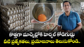 కొత్తగా మార్కెట్లోకి హెర్బల్ కోడిగుడ్లు.. వీటి ప్రత్యేకతలు, ప్రయోజనాలు తెలుసుకోండి.. 