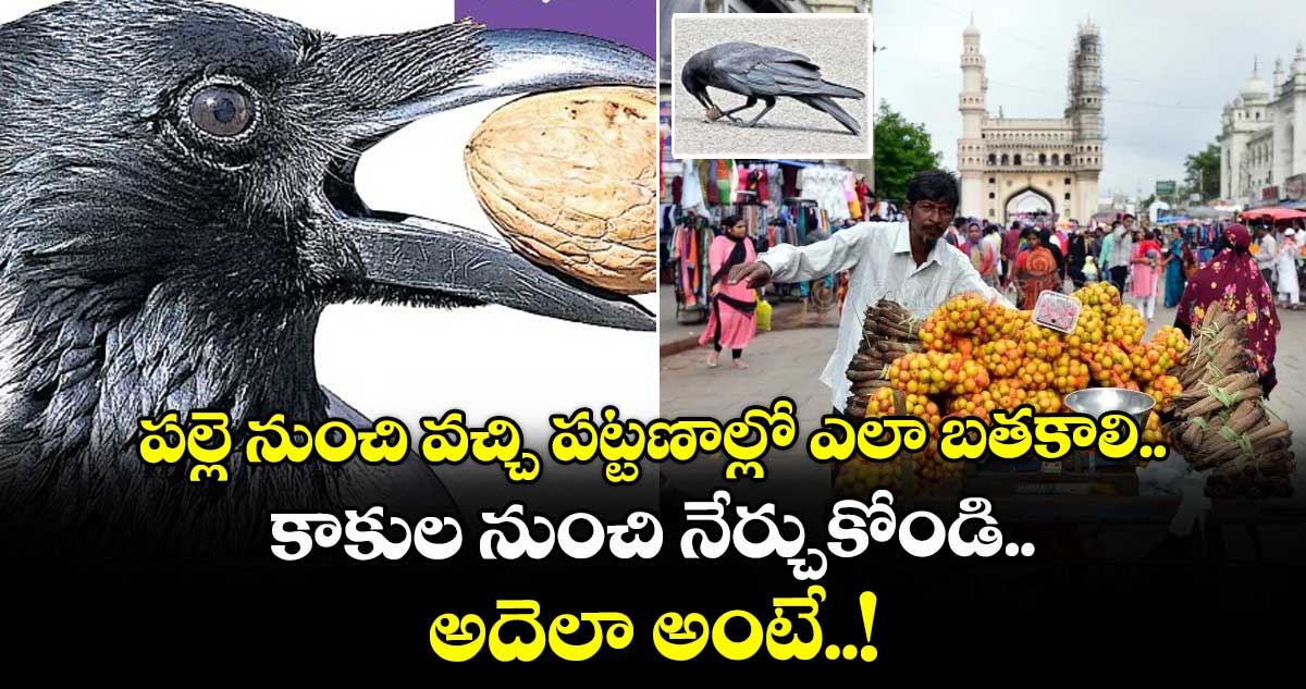 City Life: పల్లె నుంచి వచ్చి పట్టణాల్లో ఎలా బతకాలి.. కాకుల నుంచి నేర్చుకోండి..అదెలా అంటే..!