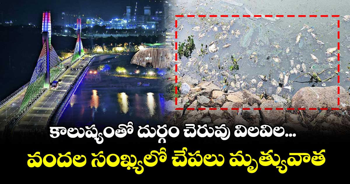 కాలుష్యంతో దుర్గం చెరువు విలవిల... వందల సంఖ్యలో చేపలు మృత్యువాత