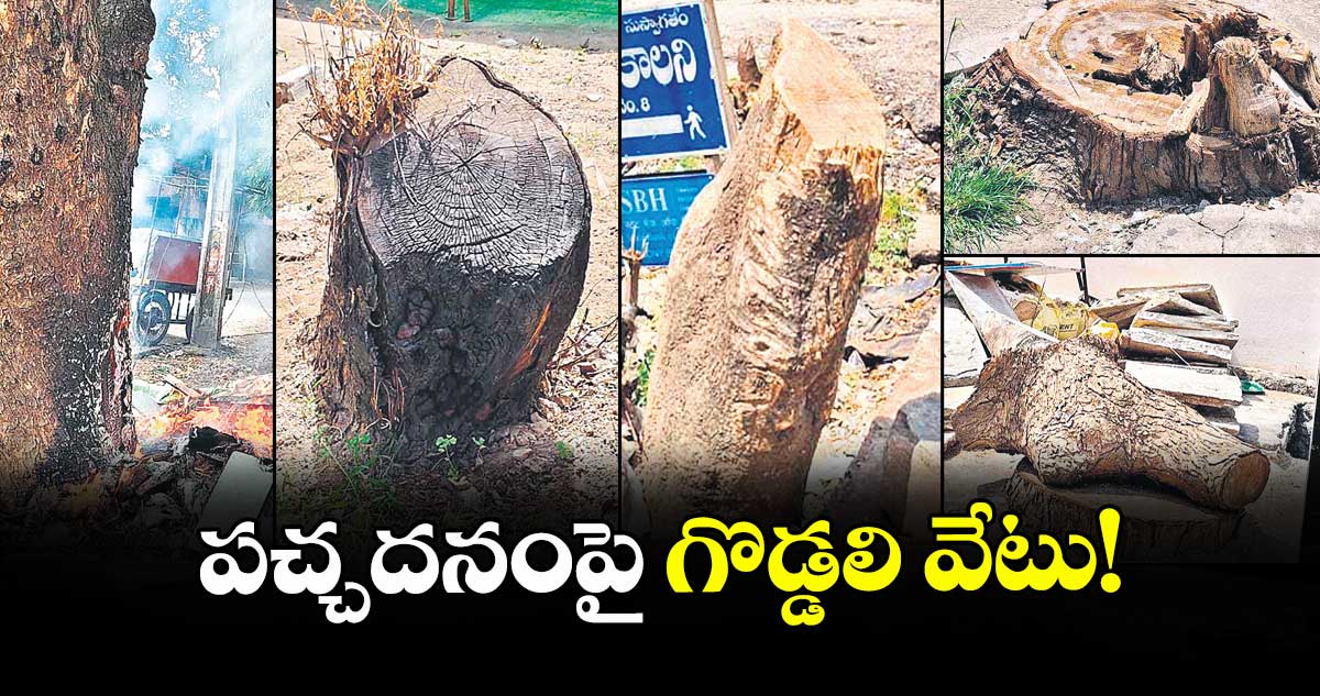 పచ్చదనంపై గొడ్డలి వేటు!