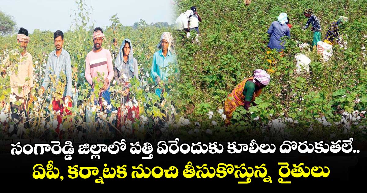  సంగారెడ్డి జిల్లాలో పత్తి ఏరేందుకు కూలీలు దొరుకుతలే..ఏపీ, కర్నాటక నుంచి తీసుకొస్తున్న  రైతులు