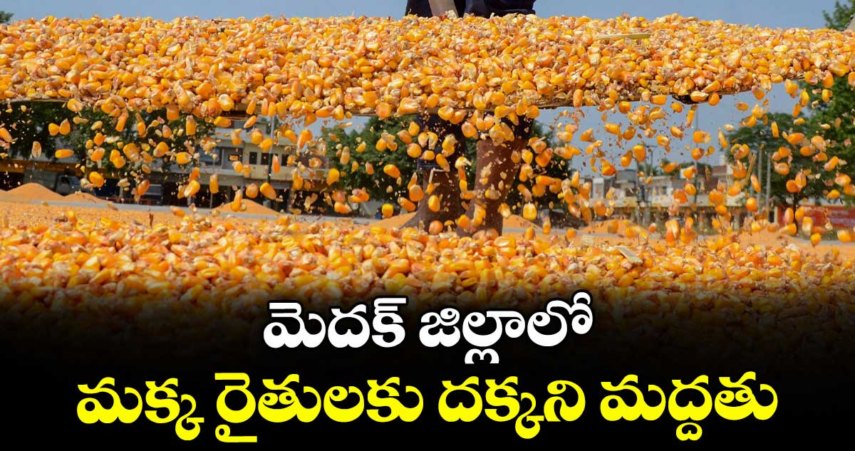 మెదక్ జిల్లాలో మక్క రైతులకు దక్కని మద్దతు