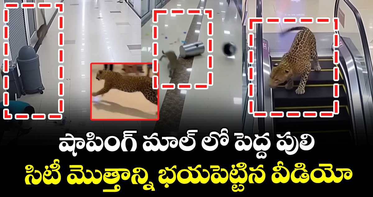 షాపింగ్ మాల్ లో పెద్ద పులి : సిటీ మొత్తాన్ని భయపెట్టిన వీడియో