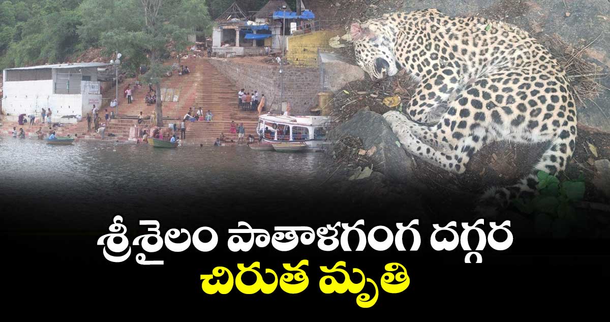 శ్రీశైలం పాతాళగంగ దగ్గర చిరుత మృతి