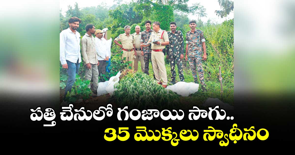 పత్తి చేనులో గంజాయి సాగు.. 35 మొక్కలు స్వాధీనం