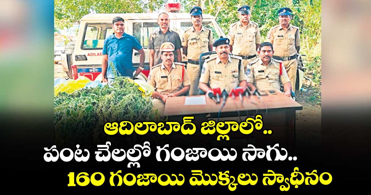 ఆదిలాబాద్ జిల్లాలో పంట చేలల్లో గంజాయి సాగు.. 160 గంజాయి మొక్కలు స్వాధీనం