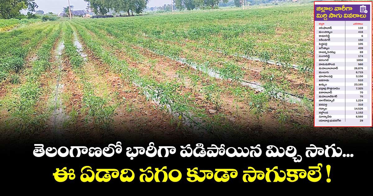 తెలంగాణలో భారీగా పడిపోయిన మిర్చి సాగు... ఈ ఏడాది సగం కూడా సాగుకాలే !