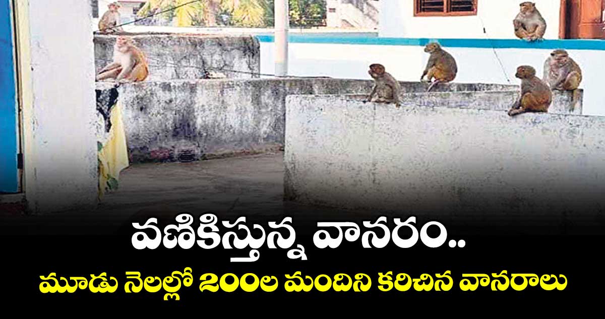 వణికిస్తున్న వానరం.. మూడు నెలల్లో 200ల మందిని కరిచిన వానరాలు