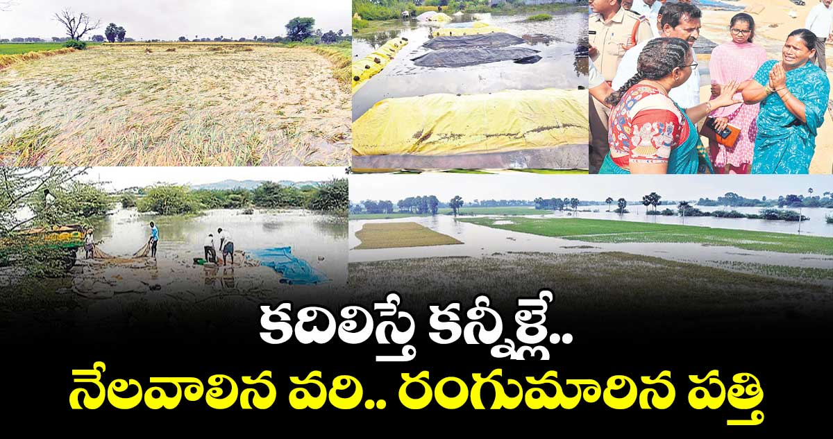 కదిలిస్తే కన్నీళ్లే.. నేలవాలిన వరి.. రంగుమారిన పత్తి
