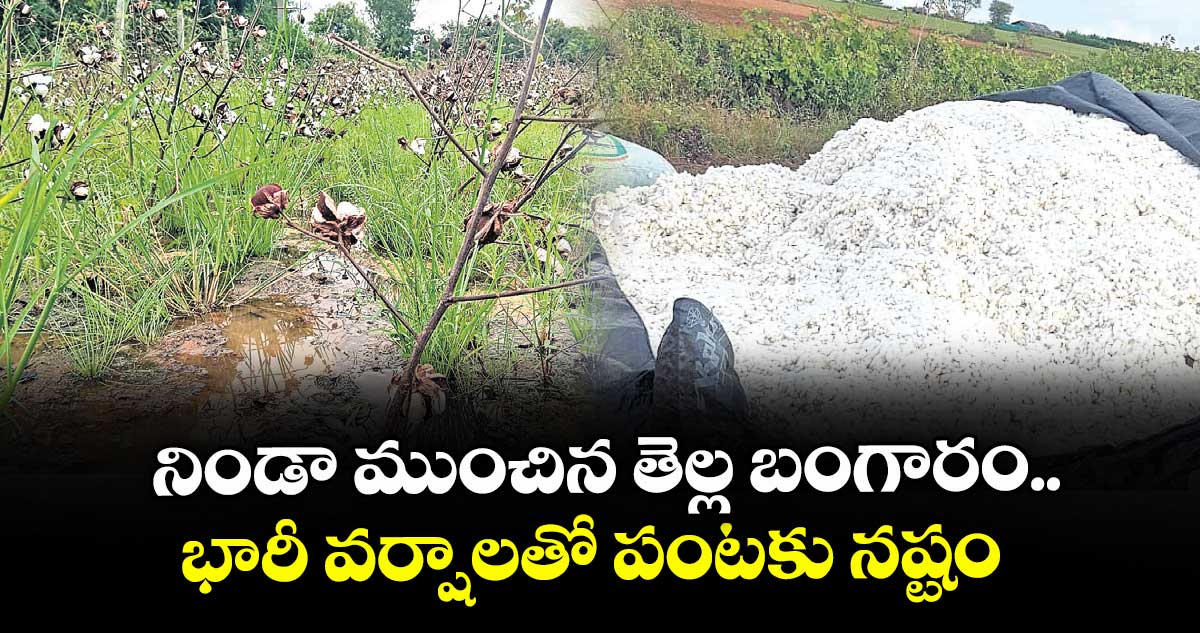 నిండా ముంచిన తెల్ల బంగారం.. భారీ వర్షాలతో పంటకు నష్టం