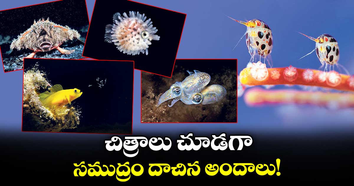 చిత్రాలు చూడగా.. సముద్రం దాచిన అందాలు !