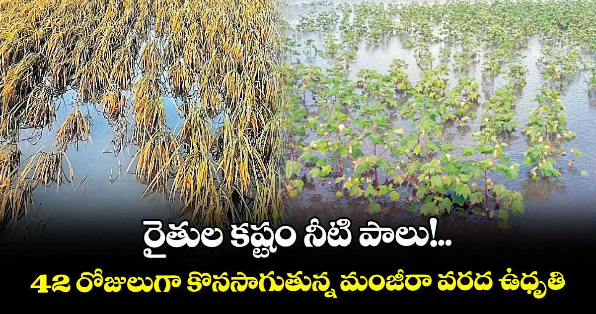 రైతుల కష్టం నీటి పాలు!..42 రోజులుగా కొనసాగుతున్న మంజీరా వరద ఉధృతి