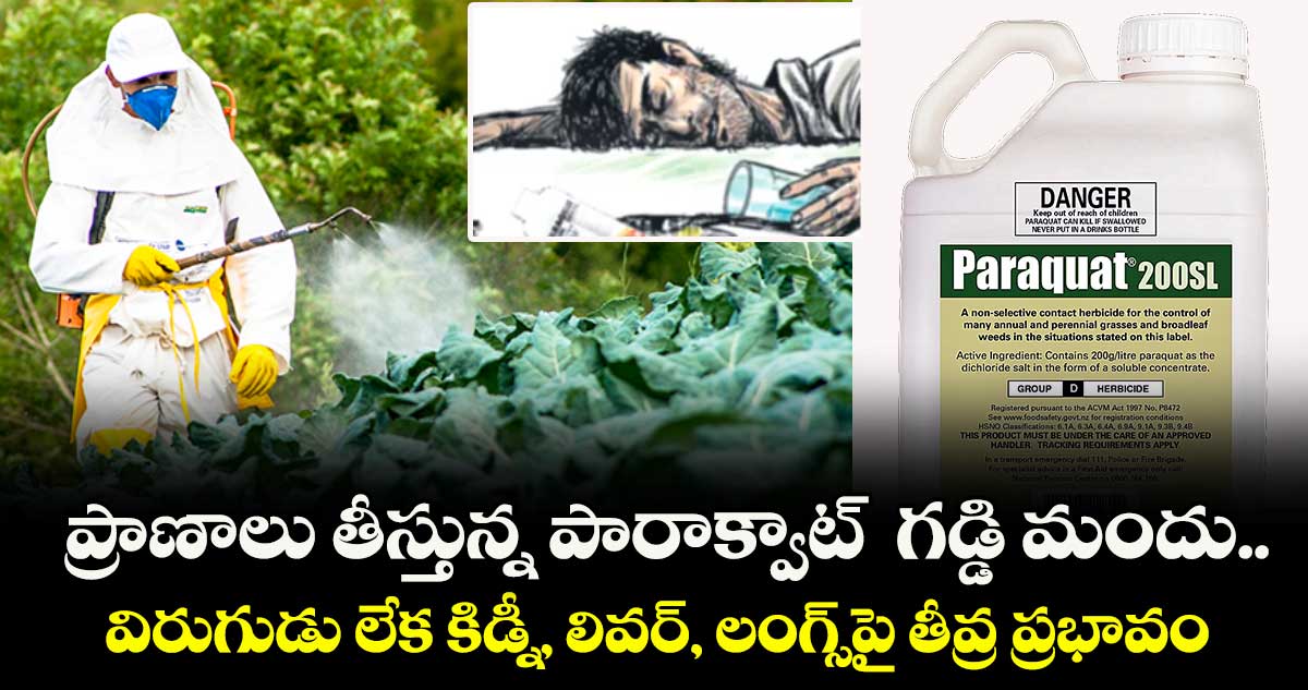 ప్రాణాలు తీస్తున్న పారాక్వాట్  గడ్డి మందు..విరుగుడు లేక కిడ్నీ, లివర్, లంగ్స్పై తీవ్ర ప్రభావం