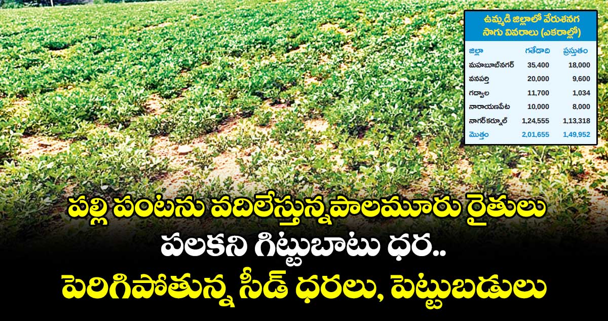 పల్లి పంటను వదిలేస్తున్నపాలమూరు రైతులు.. పలకని గిట్టుబాటు ధర.. ఏటేటా పెరిగిపోతున్న సీడ్ ధరలు, పెట్టుబడులు