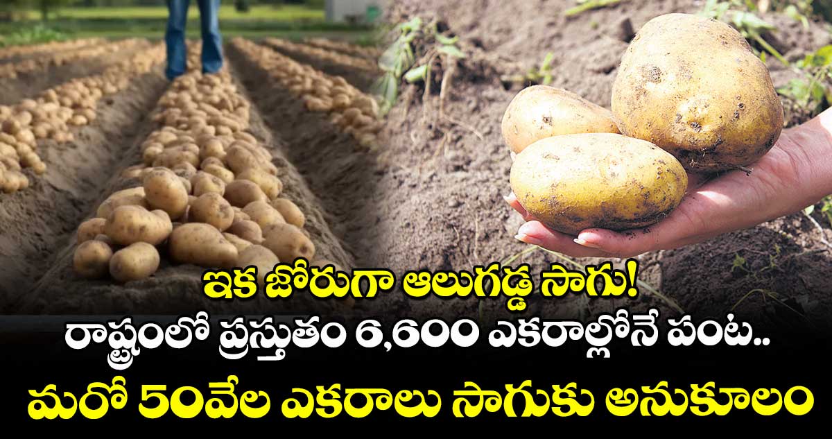 ఇక జోరుగా ఆలుగడ్డ సాగు!.. రాష్ట్రంలో ప్రస్తుతం 6,600 ఎకరాల్లోనే పంట.. మరో 50వేల ఎకరాలు సాగుకు అనుకూలం