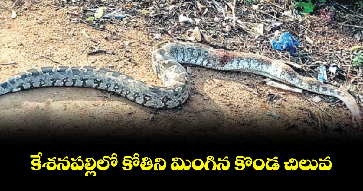 కేశనపల్లిలో కోతిని మింగిన కొండ చిలువ