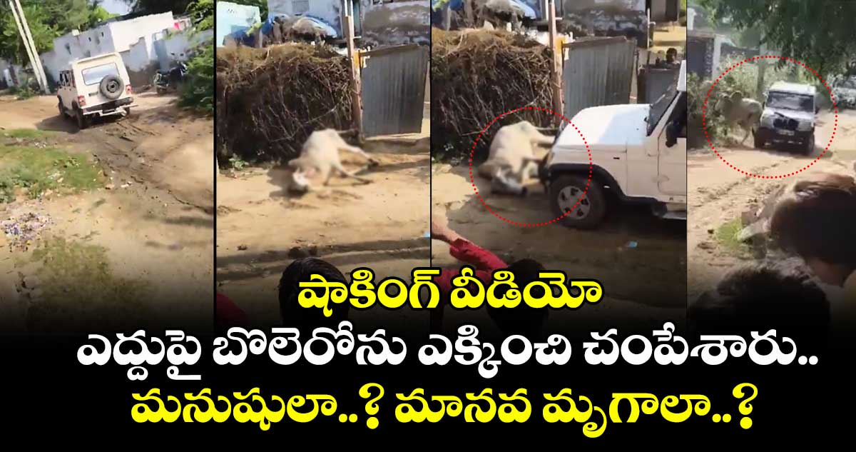 షాకింగ్ వీడియో: ఎద్దుపై బొలెరోను ఎక్కించి చంపేశారు.. మనుషులా..? మానవ మృగాలా..?