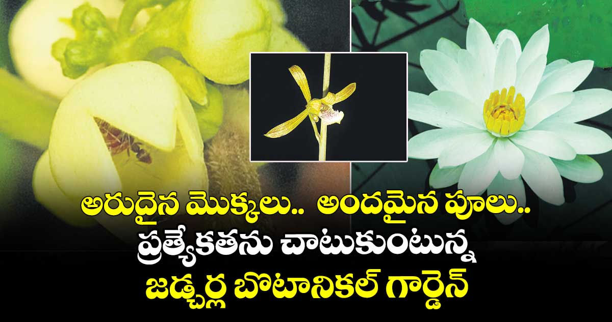 అరుదైన మొక్కలు.. అందమైన పూలు..ప్రత్యేకతను చాటుకుంటున్న జడ్చర్ల బొటానికల్ గార్డెన్