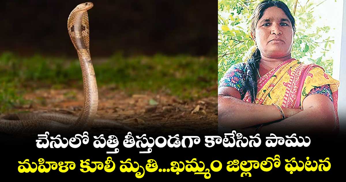 చేనులో పత్తి తీస్తుండగా కాటేసిన పాము ..మహిళా కూలీ మృతి...ఖమ్మం జిల్లాలో ఘటన