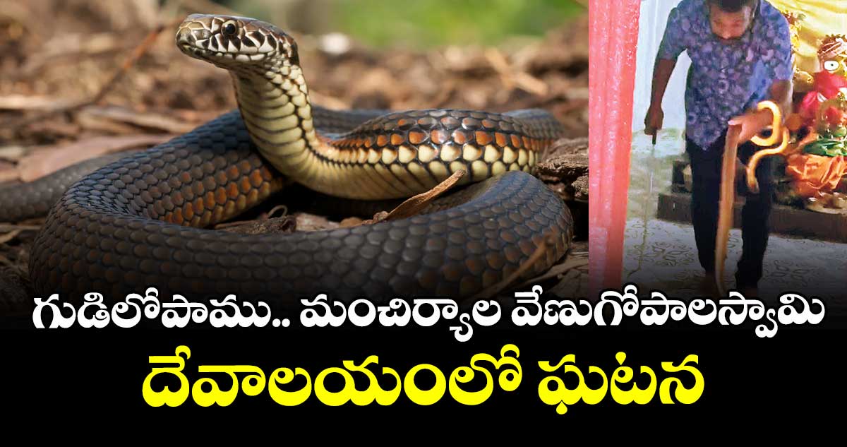 గుడిలోపాము  .. మంచిర్యాల వేణుగోపాలస్వామి దేవాలయంలో ఘటన