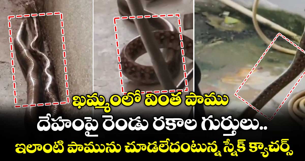 ఖమ్మంలో వింత పాము.. దేహంపై రెండు రకాల గుర్తులు.. ఇలాంటి పామును చూడలేదంటున్న స్నేక్ క్యాచర్స్