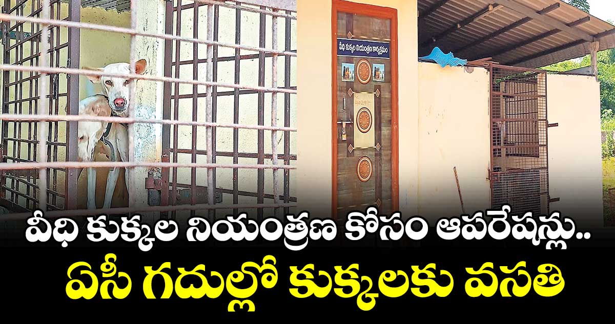 వీధి కుక్కల నియంత్రణ కోసం ఆపరేషన్లు.. ఏసీ గదుల్లో కుక్కలకు వసతి
