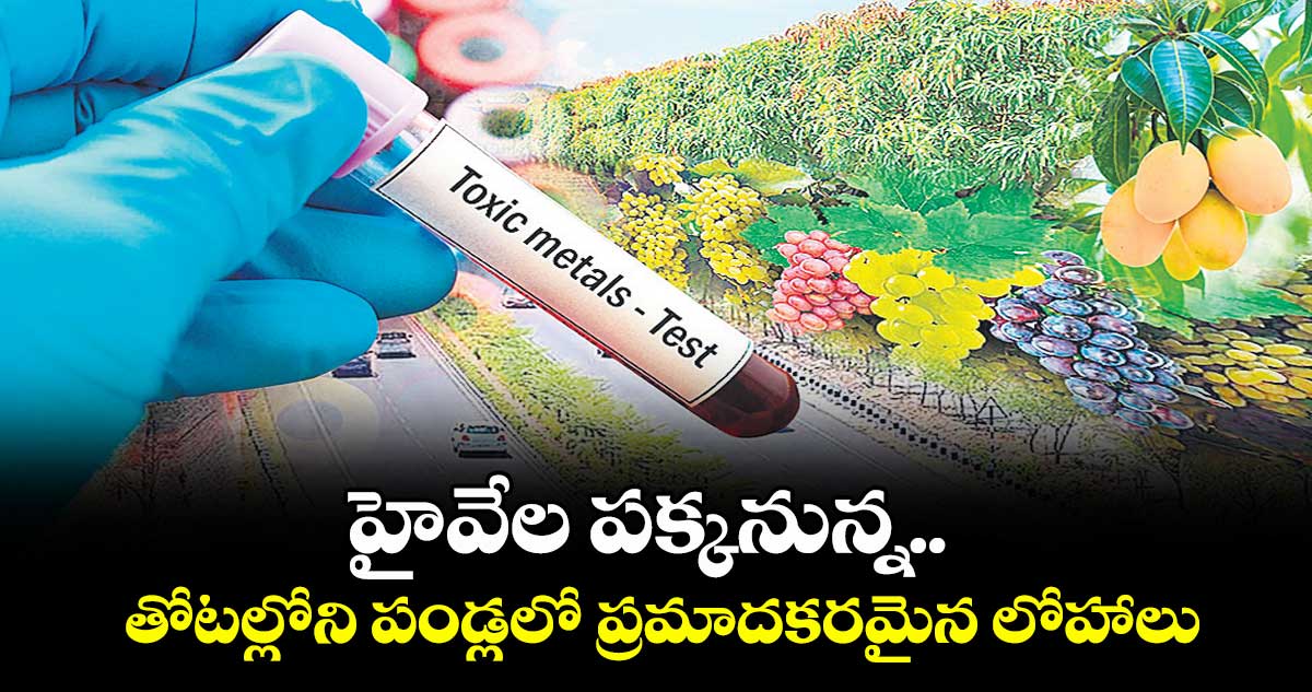 హైవేల పక్కనున్న తోటల్లోని పండ్లలో ప్రమాదకరమైన లోహాలు