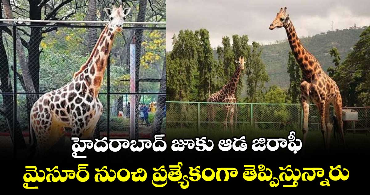 హైదరాబాద్ జూకు ఆడ జిరాఫీ : మైసూర్ నుంచి ప్రత్యేకంగా తెప్పిస్తున్నారు