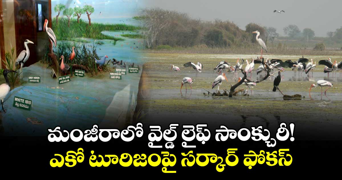 మంజీరాలో వైల్డ్ లైఫ్ సాంక్చురీ!..ఎకో టూరిజంపై సర్కార్ ఫోకస్