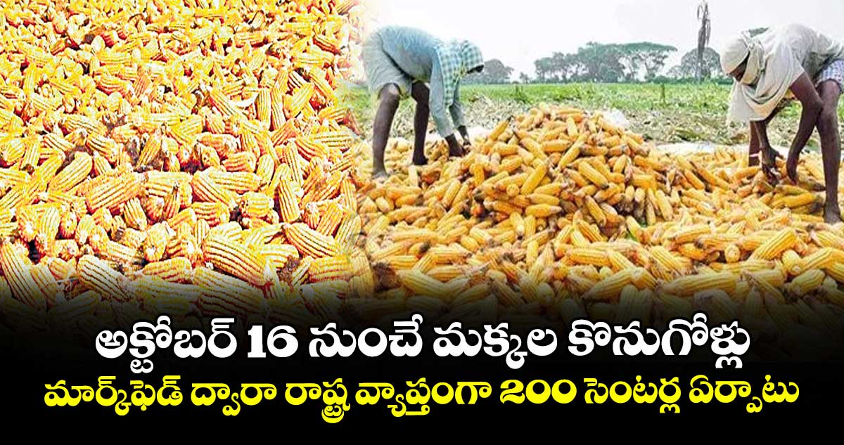 అక్టోబర్ 16 నుంచే మక్కల కొనుగోళ్లు మార్క్ఫెడ్ ద్వారా రాష్ట్ర వ్యాప్తంగా 200 సెంటర్ల ఏర్పాటు
