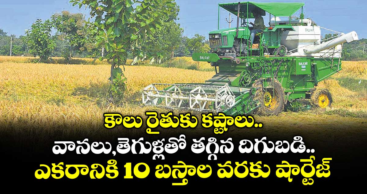 కౌలు రైతుకు కష్టాలు..వానలు,తెగుళ్లతో తగ్గిన దిగుబడి.. ఎకరానికి 10 బస్తాల వరకు షార్టేజ్