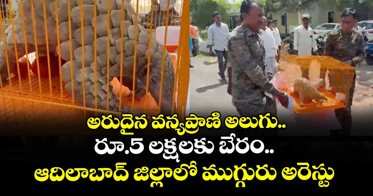 అరుదైన వన్యప్రాణి అలుగు.. రూ.5 లక్షలకు బేరం.. ఆదిలాబాద్ జిల్లా⁭లో ముగ్గురు అరెస్టు