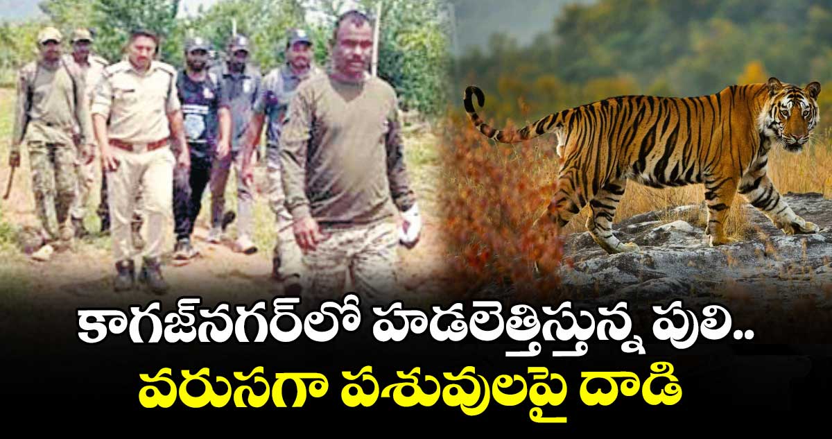 కాగజ్నగర్లో హడలెత్తిస్తున్న పులి... వరుసగా పశువులపై దాడి