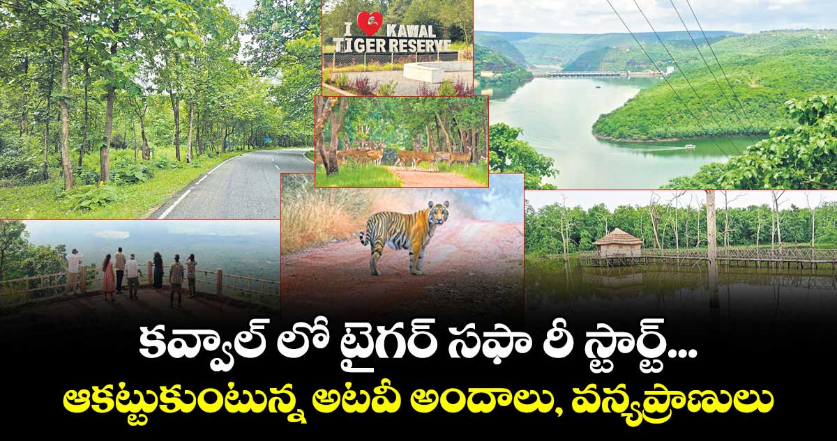 కవ్వాల్ లో టైగర్‌ సఫారీ రీస్టార్ట్‌... ఆకట్టుకుంటున్న అటవీ అందాలు, వన్యప్రాణులు