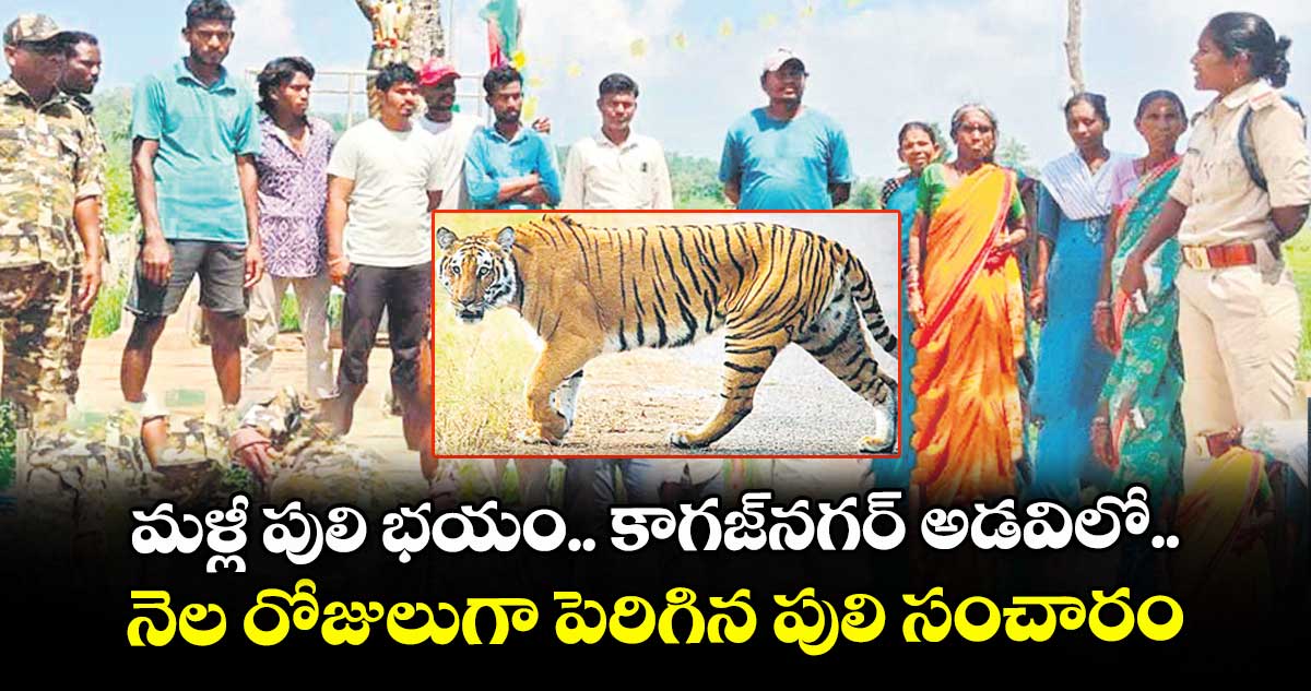 మళ్లీ పులి భయం.. కాగజ్నగర్ అడవిలో నెల రోజులుగా పెరిగిన పులి సంచారం