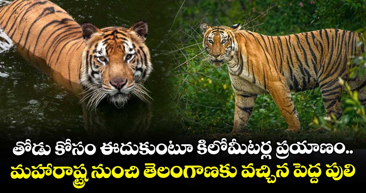 తోడు కోసం ఈదుకుంటూ కిలోమీటర్ల ప్రయాణం.. మహారాష్ట్ర నుంచి తెలంగాణకు వచ్చిన పెద్ద పులి..
