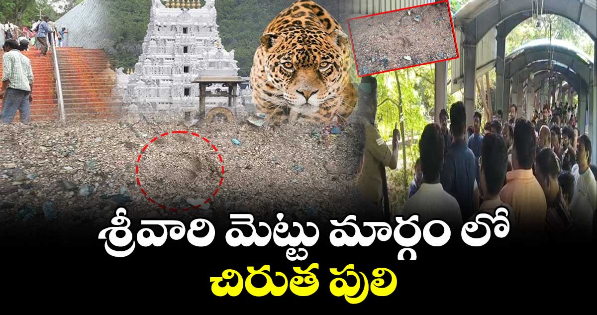 శ్రీవారి మెట్టు మార్గం లో చిరుత పులి