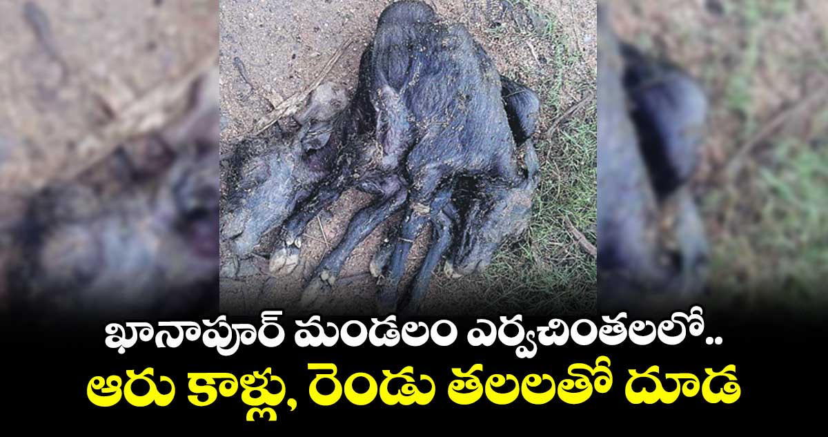 ఖానాపూర్ మండలం ఎర్వచింతలలో ఆరు కాళ్లు,  రెండు తలలతో దూడ
