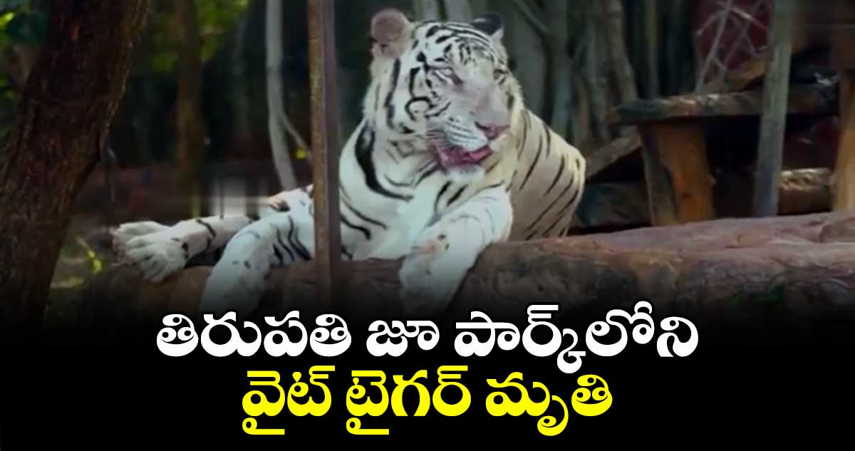 తిరుపతి జూ పార్క్లోని వైట్ టైగర్ మృతి