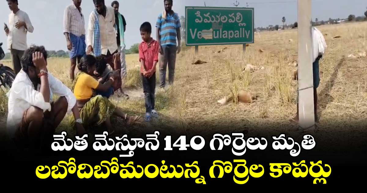 మేత మేస్తూనే 140 గొర్రెలు మృతి.. లబోదిబోమంటున్న గొర్రెల కాపర్లు