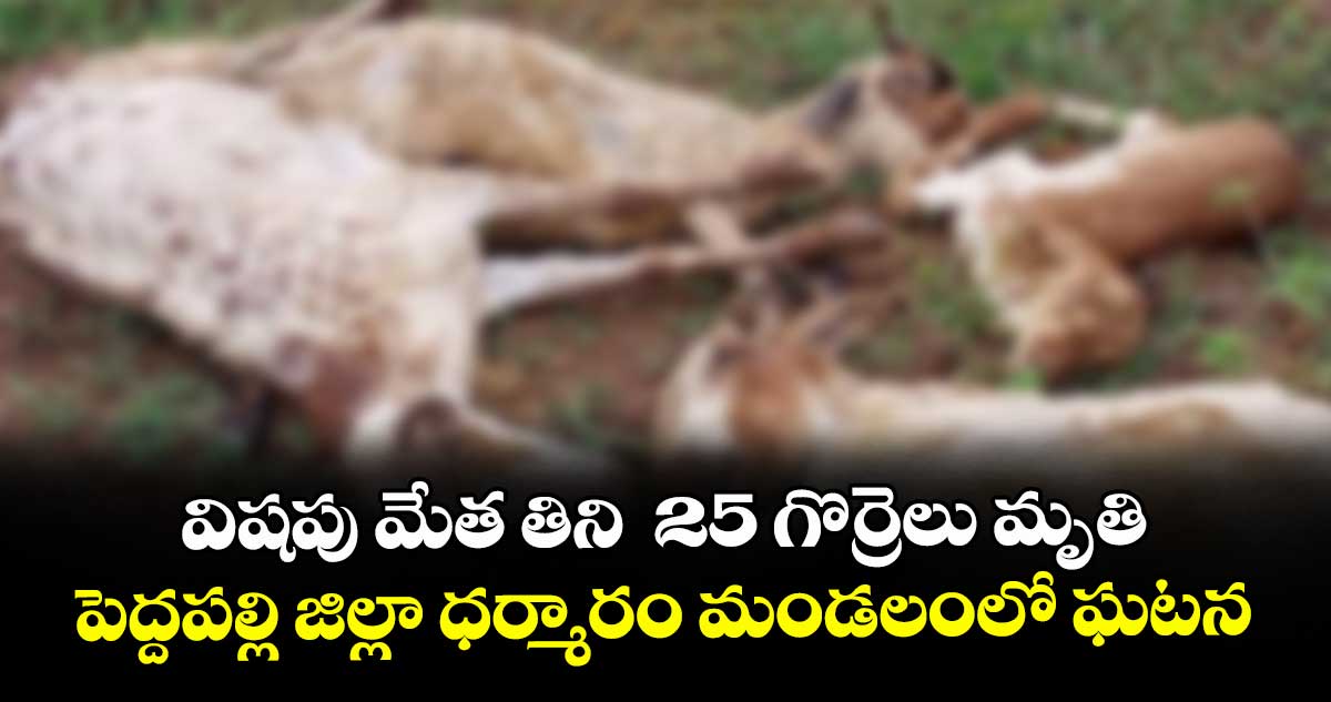 విషపు మేత తిని  25 గొర్రెలు మృతి..పెద్దపల్లి జిల్లా ధర్మారం మండలంలో ఘటన