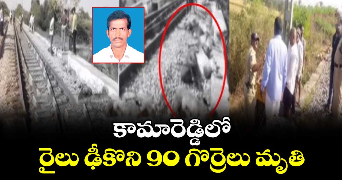 కామారెడ్డిలో రైలు ఢీకొని 90 గొర్రెలు మృతి