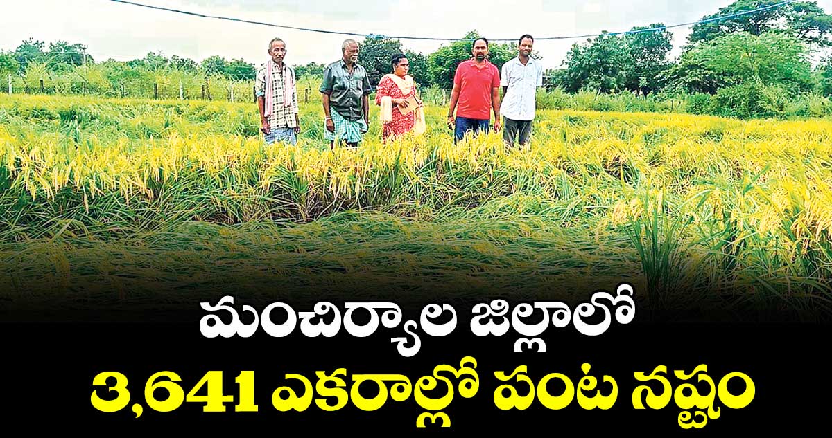 మంచిర్యాల జిల్లాలో  3,641 ఎకరాల్లో పంట నష్టం