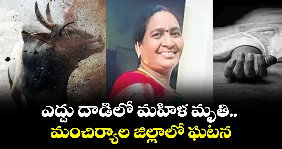 ఎద్దు దాడిలో మహిళ మృతి.. మంచిర్యాల జిల్లాలో ఘటన