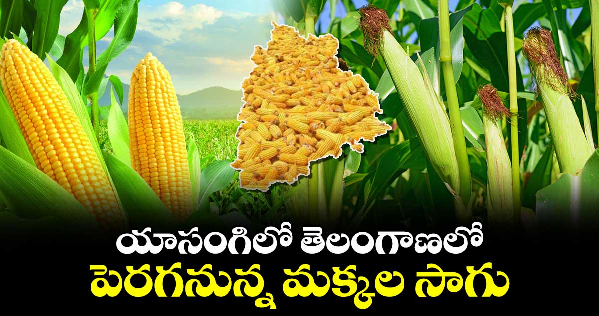 Agriculture: యాసంగిలో తెలంగాణలో పెరగనున్న మక్కల సాగు